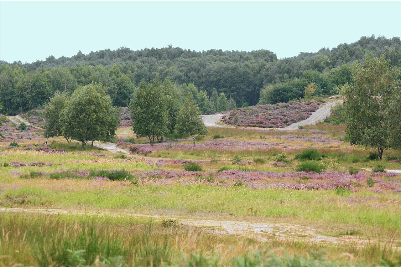 Wahner Heide Wikimedia Olbertz