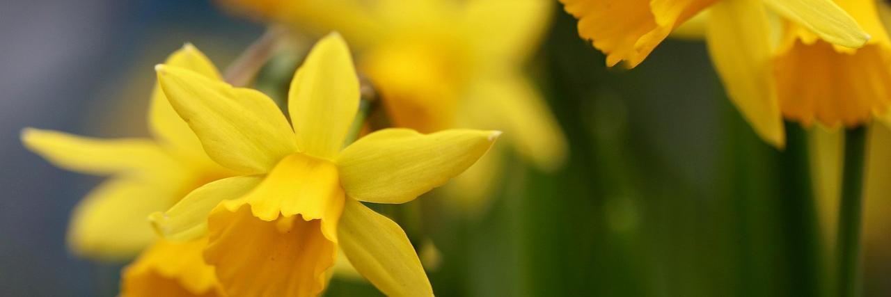 narzissen-8598191_1280